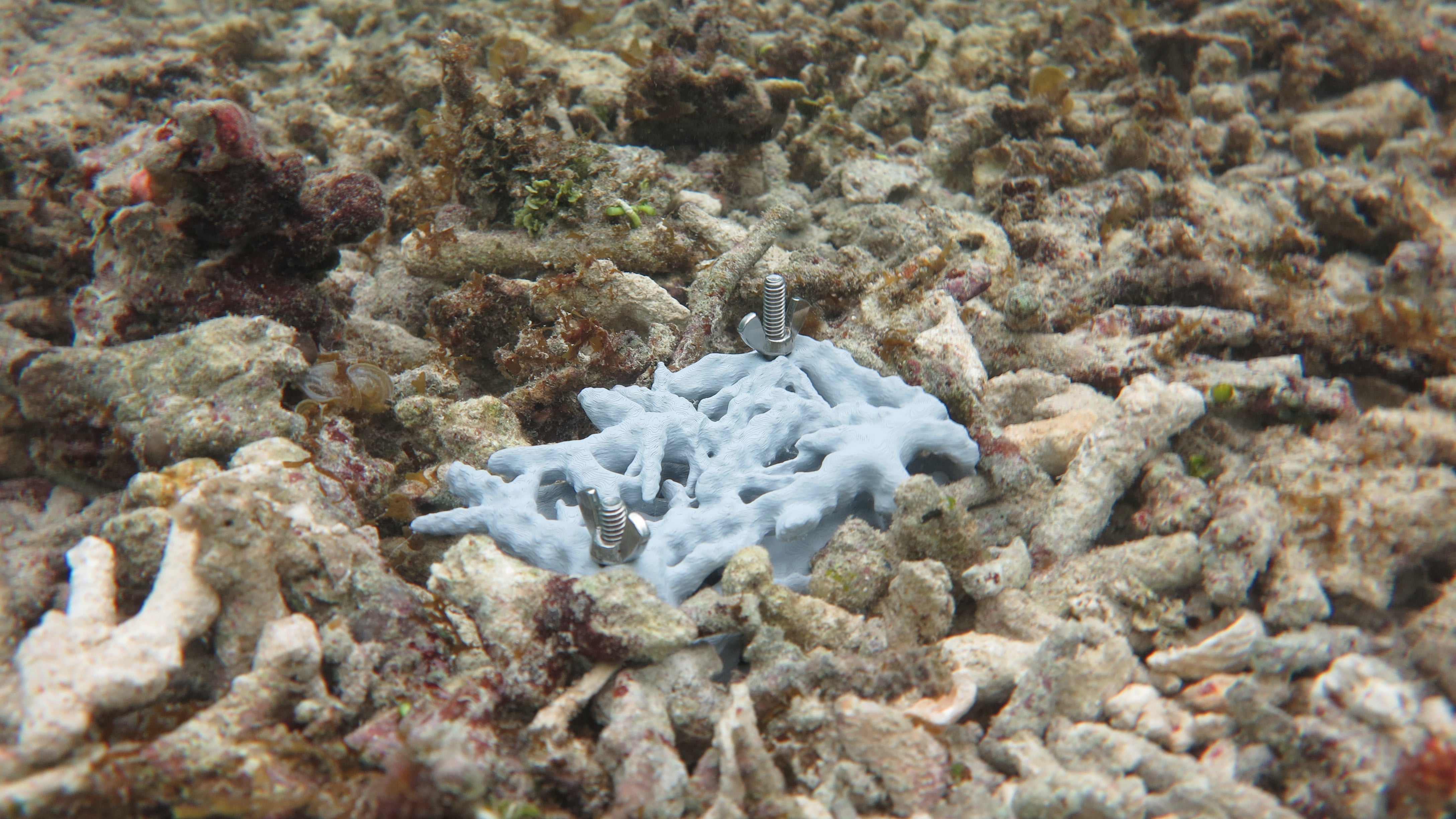 Uncovering the hidden life of ‘dead’ coral reefs - UQ News - The 